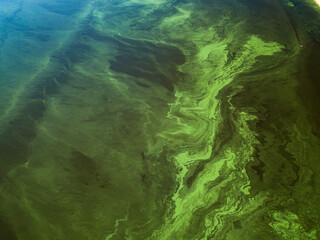 Green water in the Dnieper river on a hot summer day, blooming algae in the water. Clear texture of green algae in water. Aerial drone view.