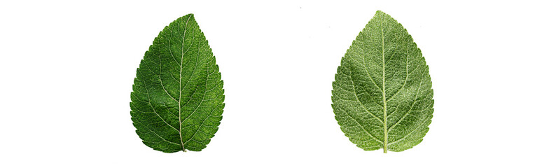 Wall Mural - Close up apple leaf isolated on a white background.