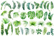 Tropical palm leaves set on white background. Watercolor hand-painted, summer clipart