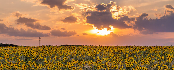 Papier Peint - Summer landscape: beauty sunset over sunflowers field. Panoramic views