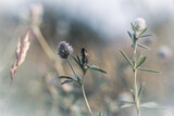 Fototapeta Dmuchawce - Close-up of plants and flowers in the soft rays of morning light.