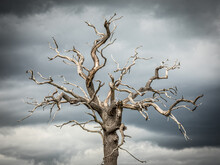 Dead Gnarly Old Tree With Moody Clouds