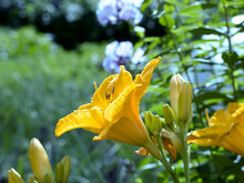 Yellow Daylilies On The Grass And Flowers Background In The Sunny Day