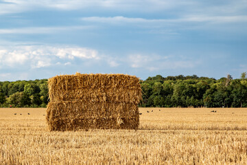 hay bundles on a harvested field