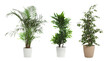 Set of different houseplants in flower pots on white background. Banner design