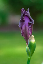 Purple Iris 11