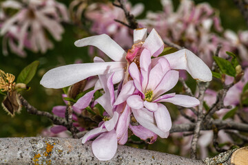 Magnolia Flower (Magnolia kobus var. loebneri 'Ballerina')