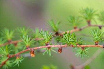 Wall Mural - Twigs and Leaves of a Japanese Larch (Larix kaempferi)