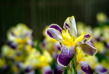 Purple Iris 12
