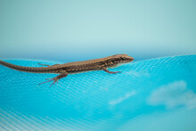 Portrait Of Little Lizard Lizard Rescued From Drowning In A Swimming Pool With Landing Net