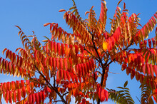 Autumn Red And Yellow Colors Of The Rhus Typhina, Staghorn Sumac, Anacardiaceae, Leaves Of Sumac On Blue Sky.
