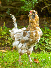Americana Chicken Molting.  Only One Tail Feather Left.  The Hen Appears To Be Embarrassed Because Of The Lack Of Feathers