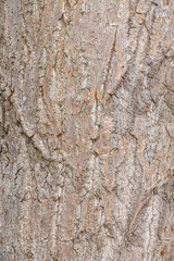 Bark of Simon Poplar or Chinese Cottonwood (Populus simonii)