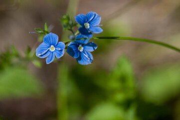 Creeping Speedwell