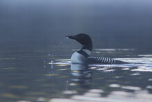 Common Loon In Summer, Quebec, Canada