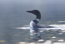 Common Loon In Summer, Quebec, Canada
