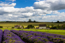 Beautiful Lavender Fields