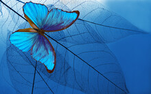 Natural Blue Background. Bright Blue Tropical Morpho Butterfly And Skeletonized Leaves. Copy Space