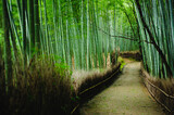 Fototapeta Dziecięca - Bamboo forest after stormy day in Arashiyama, Kyoto, Japan. This place is very famous for tourists.
