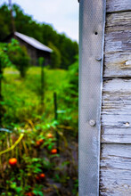 Tomatoes In The Garden Viewed Around The Corner Of The Barn 