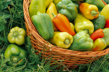 Wall Mural - A bunch of juicy colorful peppers from the garden greenhouse are in a large basket. Large crop on the grass. Side view