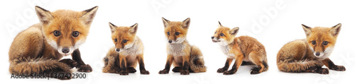 Fotografía Wild fox, cute fox combination
