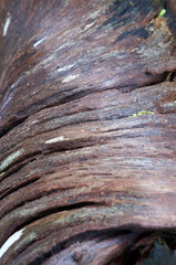 Natural old wood-grain; flowing pattern and texture - selective focus macro.