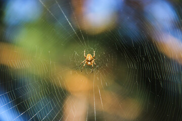 spider on web