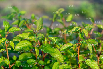 fresh green plant with biochemistry formula structure