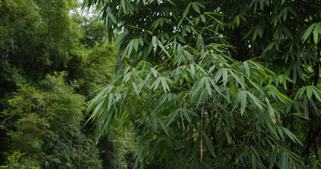 Wall Mural - green plant tree in the forest