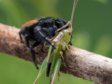 P1010062 Male Johnson's Jumping Spider, Phiddipus Johnsoni, Eating A  Drumming Katydid (Meconema Thalassinum) CECP 2020