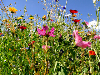 meadow with a lot of colorful flowers