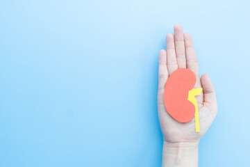 Wall Mural - World kidney day. Human hands holding healthy kidney shape made from paper on light blue background. Kidney disease treatment and renal transplant concept. Copy space.