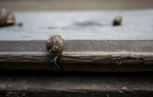 A Snail In A Shell With Horns Crawls On A Wooden Surface.