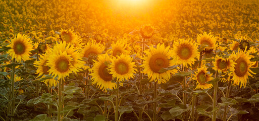 Wall Mural - blooming sunflowers in the beautiful light of the setting sun