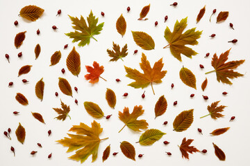 Wall Mural - Flat Lay Of Many Various Colorful Autumn Leaf Texture. White Background