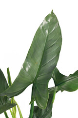  Close up of sword shaped leaf of tropical 'Philodedndron Hastatum Silver Sword' houseplant on white background