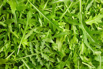 Wall Mural - Green arugula or ruccola leaves texture background, top view