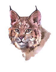 Watercolor single lynx animal isolated on a white background illustration.
