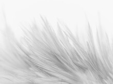 Beautiful Abstract Black Feathers On White Background And Soft White Feather Texture On White Texture Pattern, Dark Theme Wallpaper, Gray Feather Background, Gray Banners, White Gradient