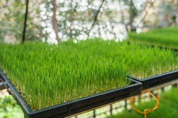 Wheatgrass in the planting tray