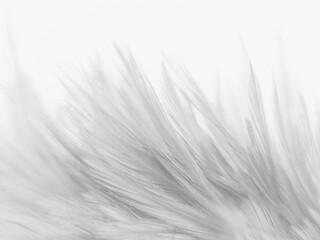 Wall Mural - Beautiful abstract black feathers on white background and soft white feather texture on white texture pattern, dark theme wallpaper, gray feather background, gray banners, white gradient