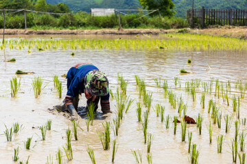 Wall Mural - farmer work. rice seedlings are ready for planting with soft-focus and over light in the background