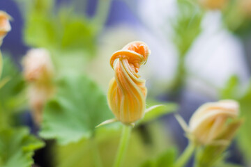 Zucchini flower macro and close-up, yellow and green colors background.