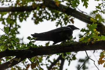 Crow stay on branch in park