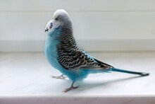 Budgie Male Blue Bird  Fluffy Playful Animal