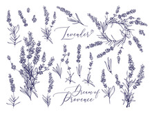 Black Line Lavender. Vector Hand Drawn Tea Herb Illustration Set. Vintage Retro Sketch Element For Labels, Packaging, Textile And Cards Design.