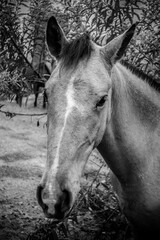 Canvas Print - Vertical greyscale closeup shot of the head of a cute horse in the pasture