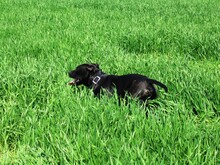 Black Dog On Grass
