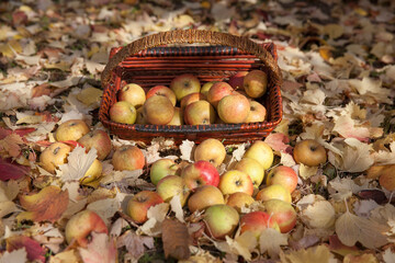 Ripe apples in a wicker basket  in the morning garden